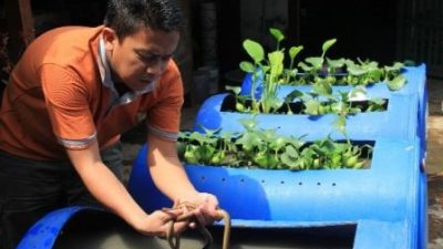 Cara Budidaya Belut dari Dasar Sampai Sukses dengan Media Drum