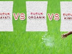 Pupuk Hayati dikenal Sebagai Pupuk  Ramah Lingkungan