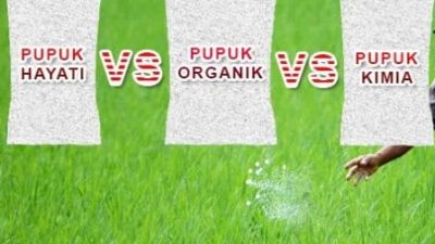 Pupuk Hayati dikenal Sebagai Pupuk  Ramah Lingkungan