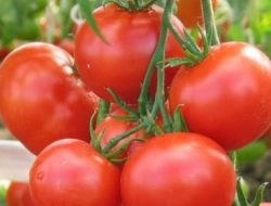 Tomat Matang Bisa Jadi Obat Luka Bakar Ampuh, Berikut Caranya