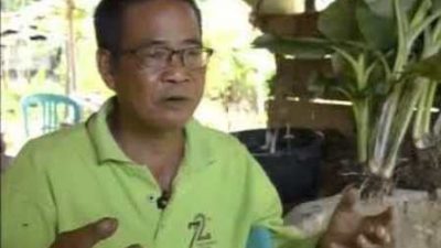 Cara Membuat Pupuk Organik Ajaib Racikan Haji Eng, Hasil Fantastis