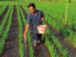 Rahasia Racikan Pupuk Organik Petani Untuk Palawija, Padi dan Cabe