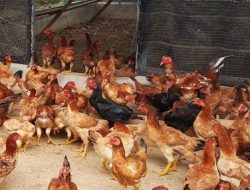 Potensi Dan Peluang Bisnis Ayam Kampung