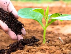 Belum Banyak Yang Tau, Berikut Cara Menggunakan Pupuk Organik