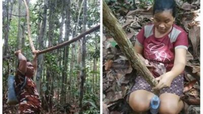 Pemanfaatan Bajakah Obat Kanker oleh Masyarakat Dayak Ngaju Sejak Ratusan Tahun