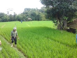 Perbedaan Hasil Penggunaan Pupuk Organik Dan Pupuk Kimia