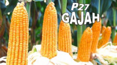 Industri Benih Jagung Hibrida Pioneer Merajai Pasar, Berikut Jenis Produknya
