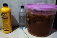 Cara Mudah Membuat Pupuk MOL dari Bonggol Pisang