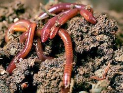 Kaya Mikro Organisme, Berikut Manfaat Pupuk Kascing Untuk Tanaman