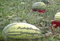 Cara Mujarab Membuat POC Penggemuk Batang Tanaman dan Buah