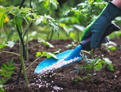 Manfaat, Kandungan dan Cara Membuat Pupuk NPK