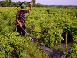 Cara Membuat Herbisida Organik (Racun Rumput) dan Ramah Lingkungan