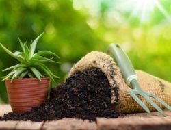 Membuat Nutrisi / Pupuk Hayati Tanaman dengan Bakteri Pengurai (Mikroba)