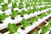 Cara Termudah Membuat Media Tanam Hidroponik dengan Paralon dan Botol Bekas