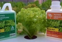 Cara Menggunakan AB Mix Untuk Nutrisi Tanaman Hidropnik