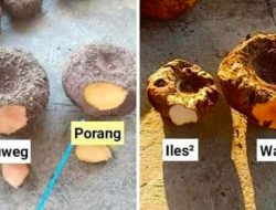 Daftar Harga dan Peluang Bisnis Porang Berpotensi Untung Milyaran