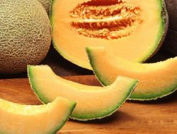 Panen Melon Melimpah Hasil dari Teknik Menanam dengan Cara Organik