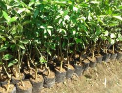 Daftar Harga Bibit Tanaman Buah Berkualitas dan Pilihan