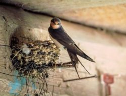 Cara Budidaya Ternak Burung Walet Modern Cepat Panen