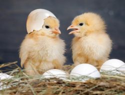 Harga Terkini DOD & DOC Ayam dan Bebek