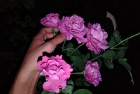 Cara Menanam Bunga Mawar Berbunga Lebat dengan Racikan Pupuk POC