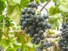 Komunitas Petani Anggur Pasti Kenal Varian Anggur Buffalo, Yuk Coba Rasanya