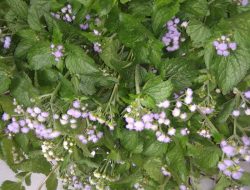 Cara Membuat POC dari Daun Bandotan Yang Kaya Unsur N