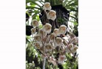 Takjub, Jenis Tanaman Anggrek Bunganya Seperti Bayi Monyet