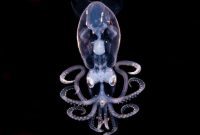 Cantik dan Langka, Cumi yang Hidup di Kedalaman Laut 5000 Kaki