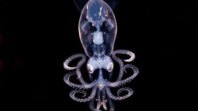 Cantik dan Langka, Cumi yang Hidup di Kedalaman Laut 5000 Kaki