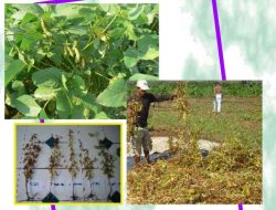 Langkah-langkah dan Komponen Teknologi Terbaru Menanam Kedelai Hingga Panen