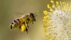 Cara Termudah Pembibitan dan Pemeliharaan Ternak Lebah Madu