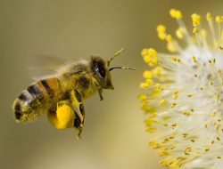 Cara Termudah Pembibitan dan Pemeliharaan Ternak Lebah Madu