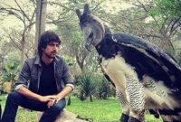 Harpy Eagle, Elang Terbesar di Dunia yang Kini Terancam Punah