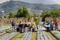 Puslitbang Hortikultura Lakukan Monitoring dan Evaluasi Kerjasama AFACI di Balitsa