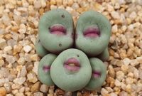 Sepintas Mirip Bibir Wanita, Ternyata Tumbuhan Sekulen Ini Ada dan Langka