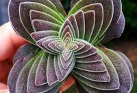 Crassula ‘Kuil Buddha’, Sekulen ini Cocok Jadi Tanaman Indoor