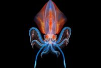 What an Amazing World, Cumi Unik Langka dan Cantik dari Kedalaman Samudera