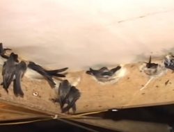 Peralatan Peternakan Sarang Burung Walet, Makanan Alternatif dan Faktor Harga Sarang