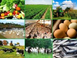 Kamu Kuliah Jurusan Agro Bisnis ? Berikut Prospek Pekerjaannya :