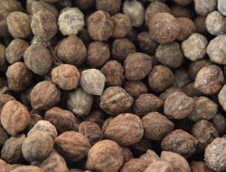 Peluang Bisnis Komoditas Kemiri Cukup Menjanjikan, Ayo Jadi Ekportir