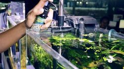 Bakteri Starter Aquascape Mempercepat Pertumbuhan Bakteri dalam Akuarium