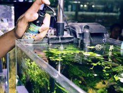 Bakteri Starter Aquascape Mempercepat Pertumbuhan Bakteri dalam Akuarium