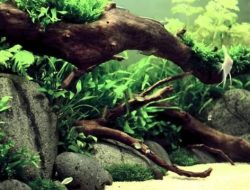 Hiasan Kayu Pilihan Untuk Aquascape, Tampilan Lebih Gaya