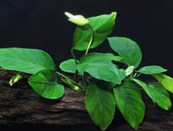 17 Macam Tanaman Aquascape Untuk Aquarium Tampil Bagus