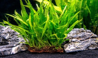 17 Macam Tanaman Aquascape Untuk Aquarium Tampil Bagus