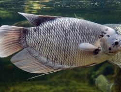 Cara Modern Ternak Ikan Gurame Cepat Besar Cepat Panen
